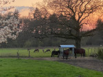 In het voorjaar grazen de edelherten mee in de paardenwei